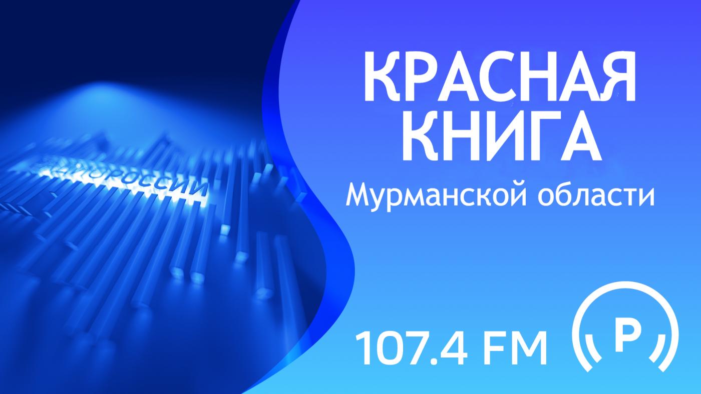 "Красная книга Мурманской области"